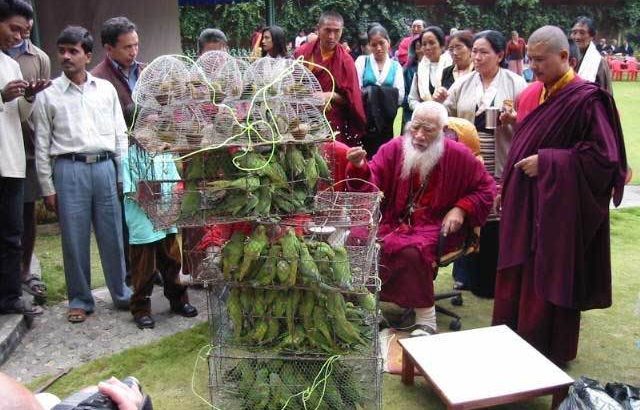 Bird-release-HH-Chatral-Rinpoche