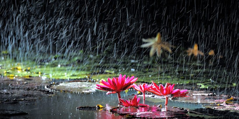 lotus in rain